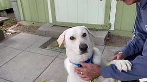 15K views · 663 reactions | ADOPTED!! ROGER- 4 year old lab mix. He is a lovable lap dog. Needs to loose weight to help his hips. Knows numerous commands and potty trained. | Homeward Bound Golden Retriever Rescue & Sanctuary, Inc. | Facebook
