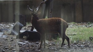 412 reactions · 35 shares | Kilalanin ang isa sa most critically endangered deer species na matatagpuan sa Negros-Panay region. Ngayong Sabado na 'yan sa #ExperTalk, 4:00 PM, sa #PTV4. #ScienceForThePeople #OneDOST4U #DOSTv #ExperTalk #NextGenExperts | DOSTv | Facebook