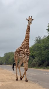 1.5M views · 41K reactions | Watch as we enjoy just another casual day on this beautiful continent. #giraffe #wildlife #naturelovers #safari #natureinspired | Kruger Gone Wild Safaris | Facebook