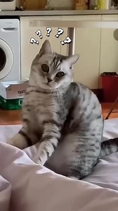 Gymnastics Cats | DrNiranjchanadevi Nirvvi R