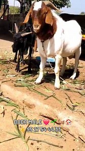 Outstanding Quality Boer Male 酪 95 27 54 44 33 #excelagrosolution #excelagro #livestockcare #sustainablefarming #goatfarming #goatcare #goats #goatfarmingtraining #goatdiseases #boergoats #fullbloodboergoat | Excel Agro Solution | Facebook