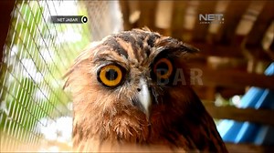 39K views · 190 reactions | BURUNG HANTU JENIS BUBO KETUPU MENJADI HEWAN PELIHARAAN | MDTV | Facebook