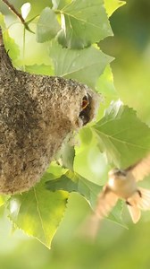 Exo Wildlife on Reels