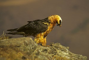 The 10 Most Fascinating Birds in Southern Africa | Rhino Africa Blog