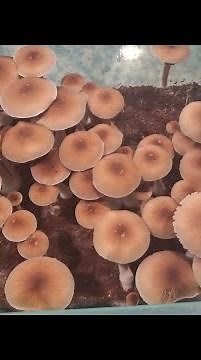 How to make 6qt shoebox tubs.