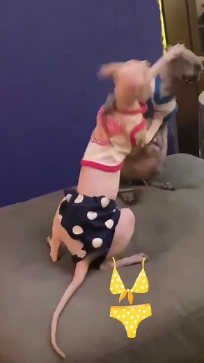 BIKINI SEASON!👙Bikini Cat Fight! #catfight #bikiniseason #funny #catsoftiktok #sphynx #catslap #exoticpets