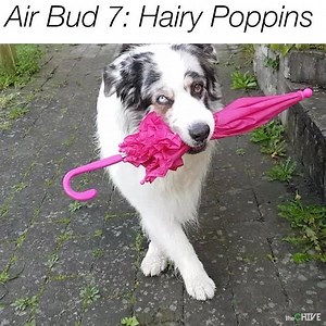 939K views · 20K reactions | supercalifragilisticexpialidocious [via ViralHog] | theCHIVE | Facebook