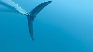 🇮🇹 Incontri che lasciano senza fiato! 🇬🇧 Breathless ecounters! #c4carbon #c4 #freedive #freediver #freediving #apnea #apneaacademy #apneacademy #free #peace #umbertopelizzari #blue #water #bluewater #sea #acqua #oceans #ocean #mare #blu #liquid #apneatraining #deepfreediving #freedivingchampions #saltlife #spearo #spearfishing #spear #spearo #pescasub | UMBERTO PELIZZARI (OFFICIAL)