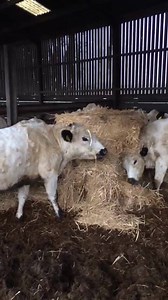 Manor Farm Shop and Farmhouse Kitchen on Reels | Facebook