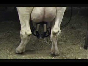 MILKING GLOVES - BLUE MILKING GLOVES - BLUE NITRILE MILKING GLOVES