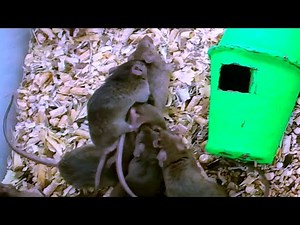Mice mating