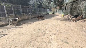 26 reactions | Kaiser,Bruno,Víctor,Kioko,Lia,Toy,Bala,Boldo,Rex, Pachu,Arcos,Birra,Ron,Ricky,Golfo,Tutti y Shaggy | Centro canino La Masia | Facebook