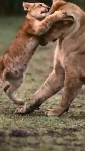 Exo Wildlife #animals #wildlife #nature #animallovers #AmaZing | Exo Wildlife