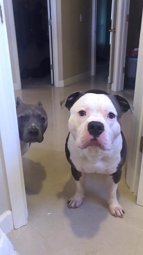 Noah & Lincoln on TikTok