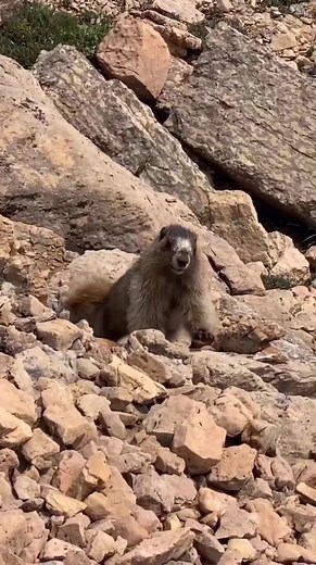 3.7K views · 197 reactions | Immerse yourself in the captivating world of wildlife in the Canadian Rockies! ️歷 Let the breathtaking scenery be your backdrop as you encounter a myriad of fascinating creatures. | Beautiful Canada | Facebook