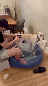 THE ART OF DECOMPRESSION: What is decompression? Decompression is a calming period a dog needs when first arriving in your home, be it foster or adoptive, they need it with each new environment they enter. The dog must have this time to adjust to its new surroudnings, people, and other animals. The average decompression time is about two weeks, but it differs for each and every dog. Many people do not realize how crucial decompression is and how it can make or break how your dog settles into its