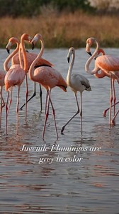 @allisonunderwater_ Hurricane Idalia’s unexpected surprise - 囹囹囹...