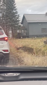 1.3M views · 8.2K reactions | Two Deer, One Dream: Find a Girlfriend!" #deer #deerseason | Nature_with_guri | Facebook