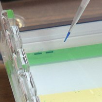 Video: CAPRRESI: Chimera Assembly by Plasmid Recovery and Restriction Enzyme Site Insertion