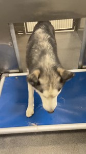 Dallas Animal Services and Adoption Center on Reels | Facebook