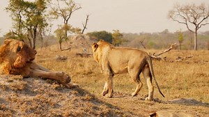 🦁 Most Unbelievable Fights Between Lions and Hyenas Ever Caught on Camera | WILDLIFE DOCUMENTARY On the wild plains of Africa, a rivalry as old as time erupts once again: lions vs. hyenas. This WILDLIFE DOCUMENTARY reveals the most shocking confrontations ever captured on camera, where strategy, strength, and ferocity decide who rules the savanna. 🌍🔥 Lions, masters of raw power, face off against hyenas, experts in teamwork and cunning. Every clash recorded in this WILDLIFE DOCUMENTARY showcas