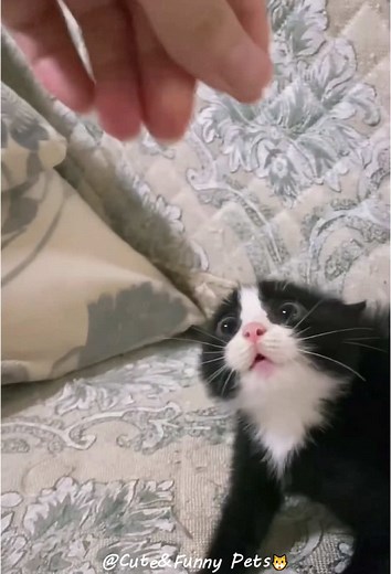 Funny Cats and Baby Animals Compilation