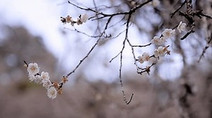 4.1.2026 Guoxing Township, Nantou County, 544,: Stockvideos & Filmmaterial (100 % lizenzfrei) 3978200501 | Shutterstock