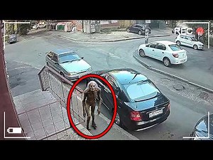 CCTV Camera Captured What No One Was Supposed to SEE