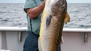 Fishermen land nearly identical golden tilefish