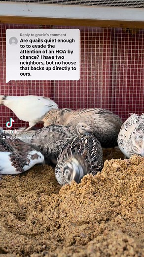 2.2K views · 40 reactions | The quail are much quieter than the chickens and often left out of the legislation surrounding poultry- even in HOAs. #hoa #quail #coturnix #backyardflock #fyp #foryoureel #reels #covey #farmfresheggs | Chicken Schmidt Farms | Facebook