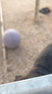 Lizzy digs the holes, Elsie sits in them 藍 Teamwork! | Swan Hill Pet Boarding | Facebook