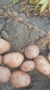 OBAMA POTATO Variety Description The Obama is an early potato variety that harvests between 90 and 110 days. This seed potato is very resistant to potato blight (Phytophthora), has a nice yield and long storage life. The harvested tubers of this firm cooking plant potato are light yellow with a yellow skin and are of good quality for use in cooking (boiling, frying). Characteristics Maturity: early Dormancy: long Emergence: normal Foliage development: strong Dry matter %: 18,71 Berries: few Star