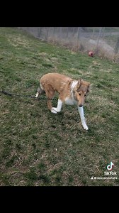 Duffy playing with Ms Angie! #dogplaying #dogplaytime #dogboarding #dogboardingbusiness #masondixonk9 #boardandtrain #mdk9boarding #mdk9training | Mason Dixon K9