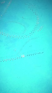 9.7K views · 233 reactions | Weird creature feature: Salp. The...