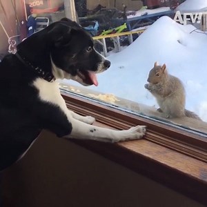 2M views · 10K reactions | Why I love squirrels! ️️️ | Totally Exposed | Facebook