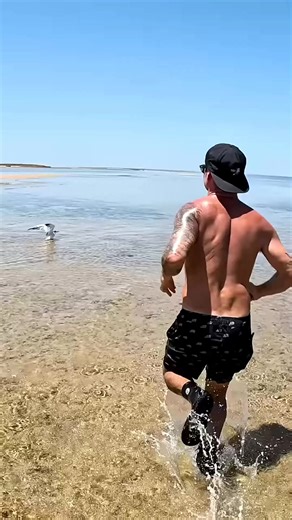 20K views · 342 reactions | Sea Bird Stuck In Extreme Hot Weather #oceanlife #adventure #naturelovers #water #ocean #wildlife #fishing #fish #surf #waves #beachlife #surfing #islandlife #diving #beachvibes #underwater #scubadiving #saltlife #sealife #shark #scuba | Ocean Adventure | Facebook