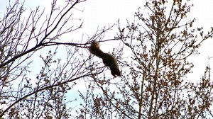 🐿 Perhaps you know that squirrels eat nuts. But, do you know what else they eat? Conservation Educator Jackie Henne-Kerr shares the answer in this video. | Mississippi Museum of Natural Science