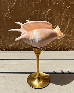 Spider Conch Specimen Seashell Vintage Brass Object for Display Coastal Decor - Etsy UK