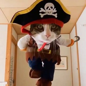 Aarrgh! It's Monday (Courtesy Urgent Cats of Miami) | The Catnip Times