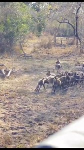 Exo Wildlife on Reels