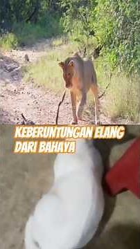 kisah black mamba, elang dan singa #duniahewan #singa #black #cobra #ular #elang #falcon #burung