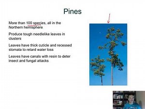BIOL 1407 Lecture 30 Seed Plants 30.1 and 30.2