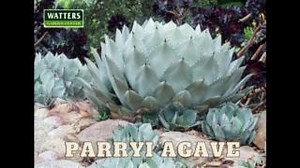 Artichoke Agave and how to grow this low maintenance Native | Watters Garden Center