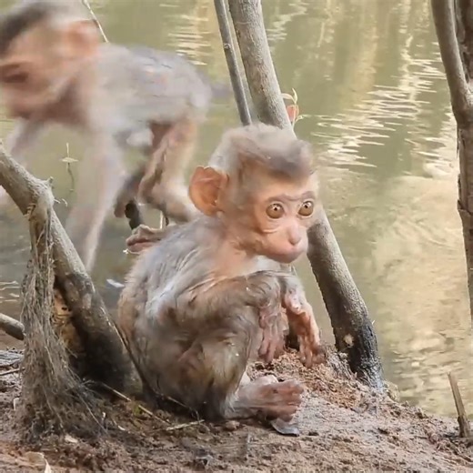 2.2K views · 85 reactions | We Continue To Monitor And Film The Activities Of Poor Cheko And Santa Monkeys For Viewers To See | Monkey Rainbow | Monkey Rainbow | Facebook