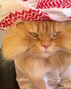 #Habibi #catfashion | Animals World Pets Center & Pets Clinic | Facebook