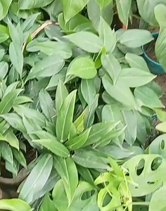 Indoor Corner 💚🌿 | Tree Friend