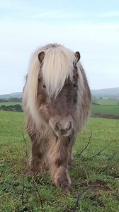 3.8K views · 137 reactions | Extra cute incoming 凉Morgan is always...