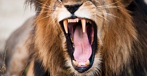 Lion Teeth: Everything You Need to Know