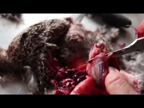 Waterfowl Butchering - 08. Cleaning Duck Heart and Gizzard