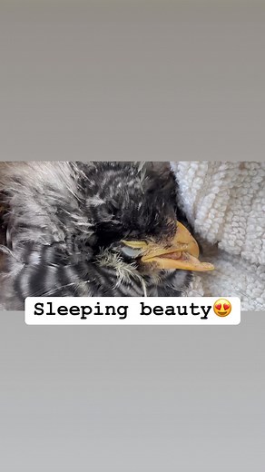Bubbles is a crossbeak chick with one eye. She is only a few weeks old and will need to be tube fed for her whole life… she is so precious and worth every bit of time, effort and love 💕🐓 | Funky Chicken